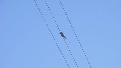European Bee-eater