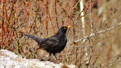 Common Blackbird
