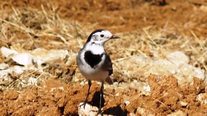 White Wagtail