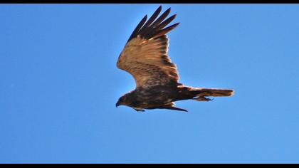 Western Marsh Harrier
