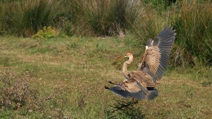 Purple Heron