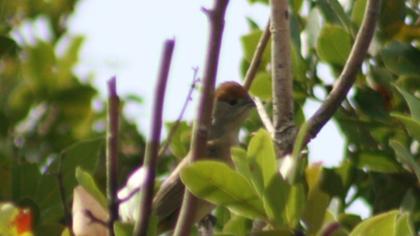 Eurasian Blackcap