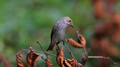 Spotted Flycatcher