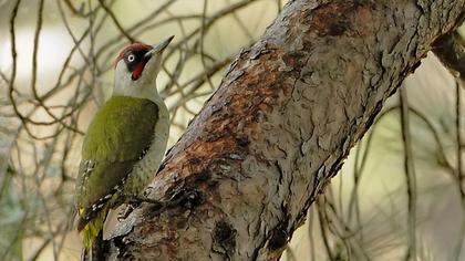 European Green Woodpecker