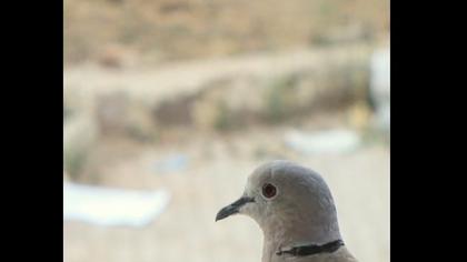 Eurasian Collared Dove