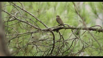 Spotted Flycatcher
