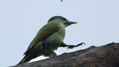 Grey-headed Woodpecker