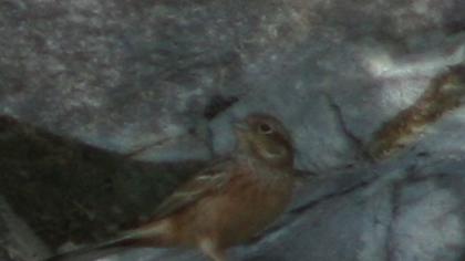 Rock Bunting