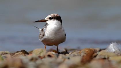 Little Tern