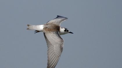 White-winged Tern