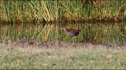 Water Rail