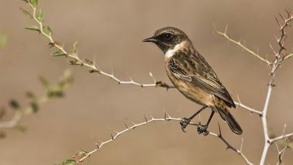European Stonechat
