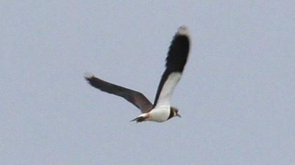 Northern Lapwing