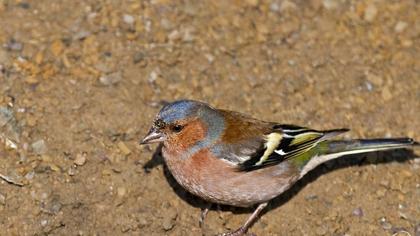 İspinoz