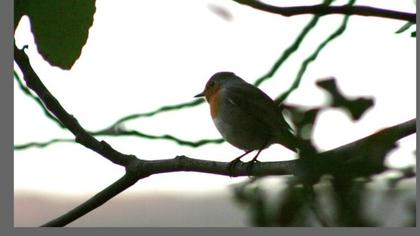 European Robin