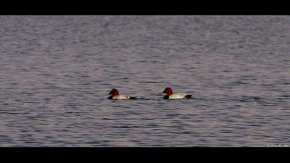 Common Pochard