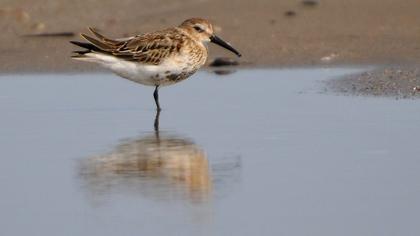 Dunlin