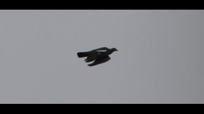 Common Wood Pigeon