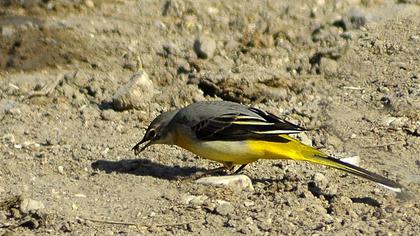 Grey Wagtail