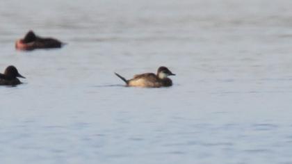 White-headed Duck