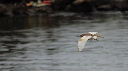 Squacco Heron