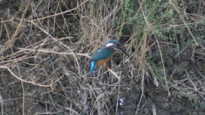 Common Kingfisher