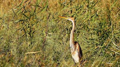 Purple Heron