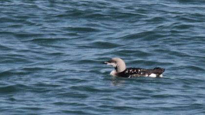 Black-throated Loon