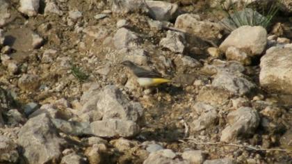 Grey Wagtail