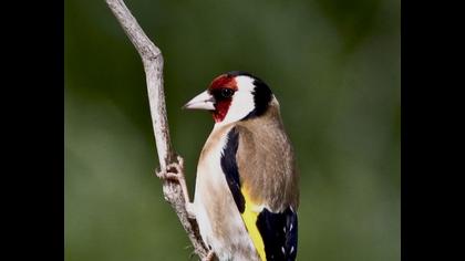 European Goldfinch