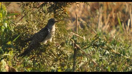 Common Cuckoo