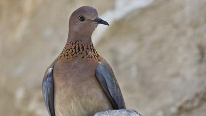 Laughing Dove