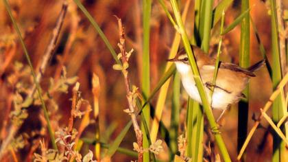 Moustached Warbler