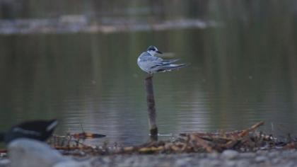 Whiskered Tern