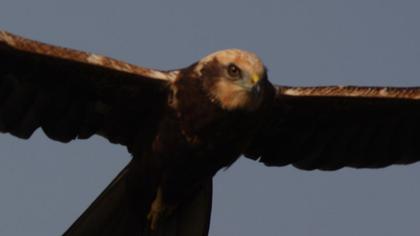 Western Marsh Harrier