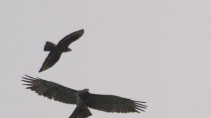 Short-toed Snake Eagle