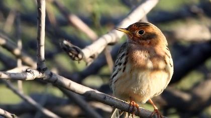 Red-throated Pipit