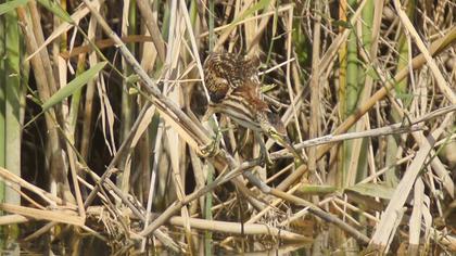 Little Bittern