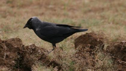 Western Jackdaw