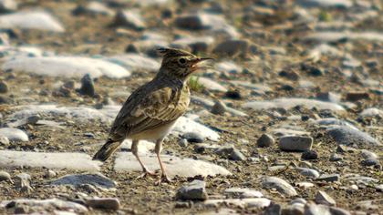Crested Lark