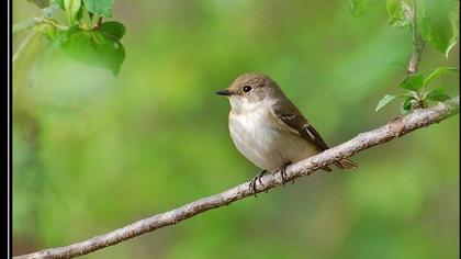 Semicollared Flycatcher