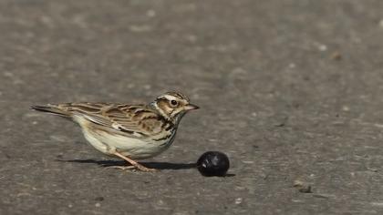 Woodlark