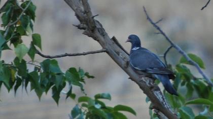 Common Wood Pigeon