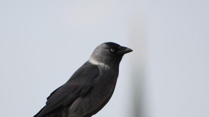Küçük karga