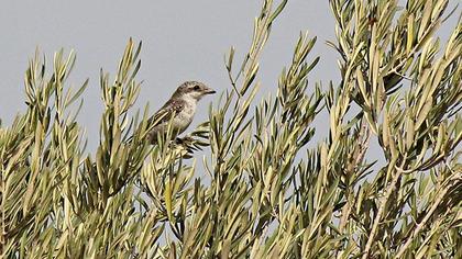 Masked Shrike