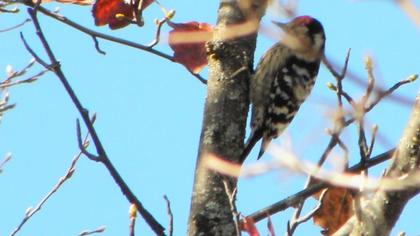 Lesser Spotted Woodpecker