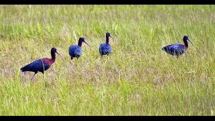 Glossy Ibis
