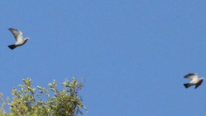 Common Wood Pigeon