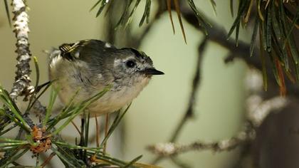 Goldcrest
