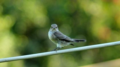 Spotted Flycatcher